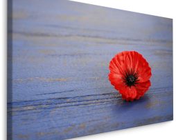 Schilderij - Klaproos op blauw hout (print op canvas), premium print