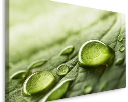 Schilderij - Waterdruppels op een blad, Groen, Premium Print
