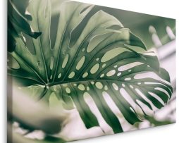 Schilderij - Close up Monstera Blad, Groen, Premium Print