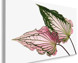 Schilderij - Caladium Bladeren, Groen/roze, premium Print
