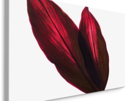 Schilderij - Rode Bloem Bladeren, 5 maten, Premium print