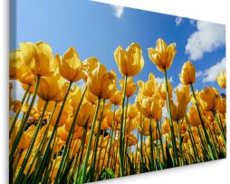 Schilderij - Gele tulpen, premium print