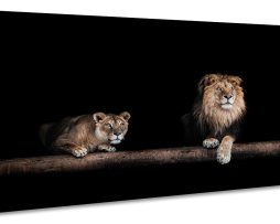 Schilderij -Leeuw en Leeuwin, 2 maten, wanddecoratie