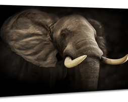 Schilderij -Imposante Olifant, dieren, 100x70cm, Premium print