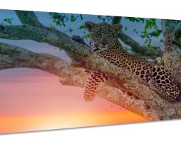 Schilderij -Luipaard in boom, 120x60cm. Wanddecoratie, premium print