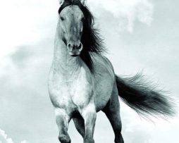 Kunstdruk Blonde Attitude - Mane in the wind 60x80cm