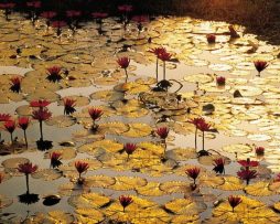 Kunstdruk Bruno Baumann - Lotus Pond 80x60cm
