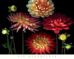 Kunstdruk Pip Bloomfield - Dahlia Garden 91x66cm