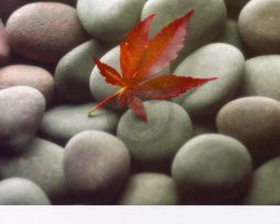 Kunstdruk Glen & Gale Wans - Leaf on Stone 45x61cm