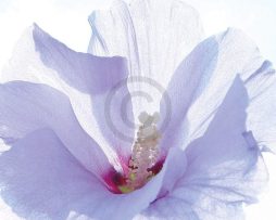 Kunstdruk Ingrid Ulmer - Ballerina 50x50cm