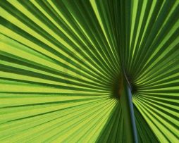 Kunstdruk Ortwin Klipp - Leaf 1 70x50cm