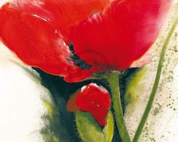 Kunstdruk Gerd Pflumm - Faszination Mohn II 60x80cm