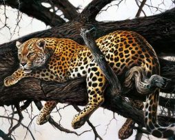 Kunstdruk Renato Casaro - Laziness 70x50cm