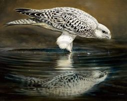 Kunstdruk Renato Casaro - Drinking Falcon 70x50cm